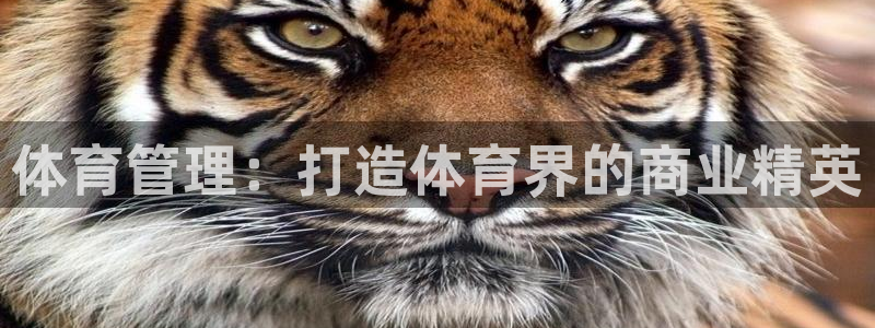 必一体育网页登录版官网